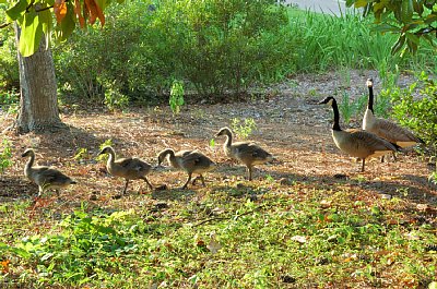 �����̐e�q