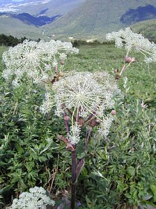 ���m�ێR����