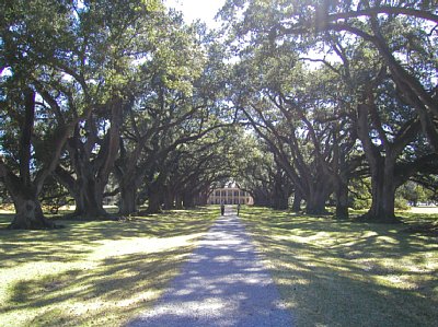 Oak Trees