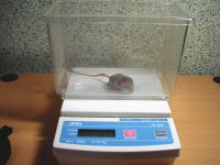 �Ղ����V���b�v�ł���舵�����Ă��܂��B�N���b�N�ŏڍ�