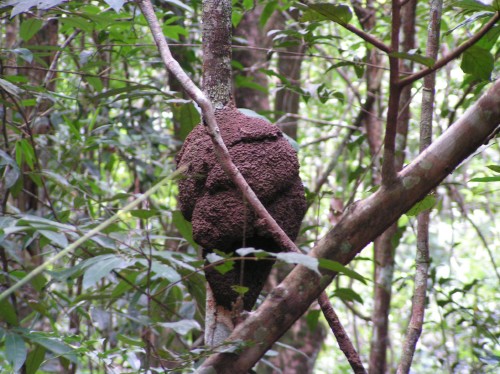 木の上にある蟻の巣。