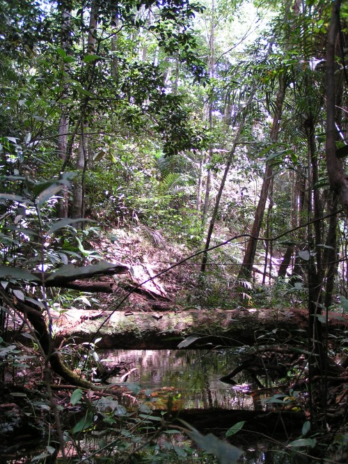 アマゾン河の森。熱帯雨林、つまりジャングルの気温と湿度は非常に高い