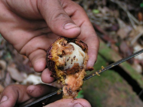 森ではいたる所に蟻(シロアリ)がいる