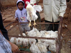 アフリカ・モザンビークのご馳走ニワトリ