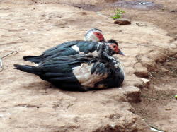 モザンビークの鴨