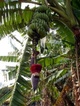 バナナの木 と 花